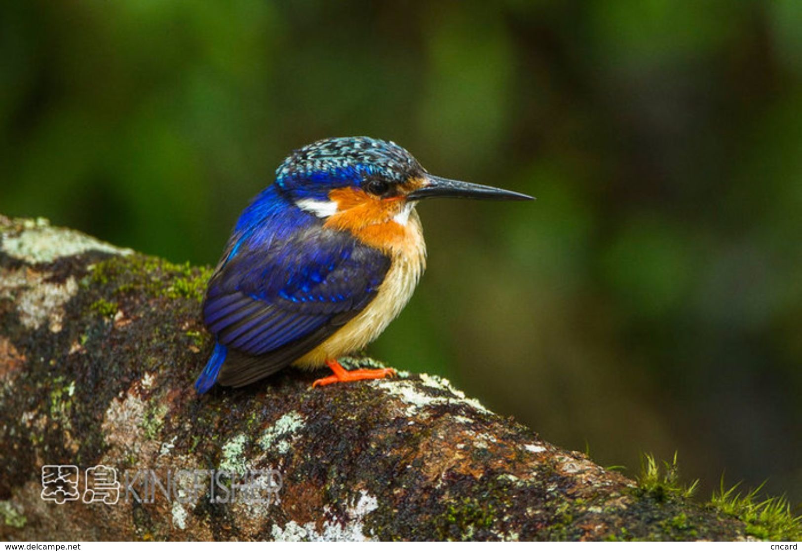 T21-086 ] Kingfisher Bird Oiseau Vogel  De Vogel, China Pre-paid Card,  Postal Stationery - Other & Unclassified