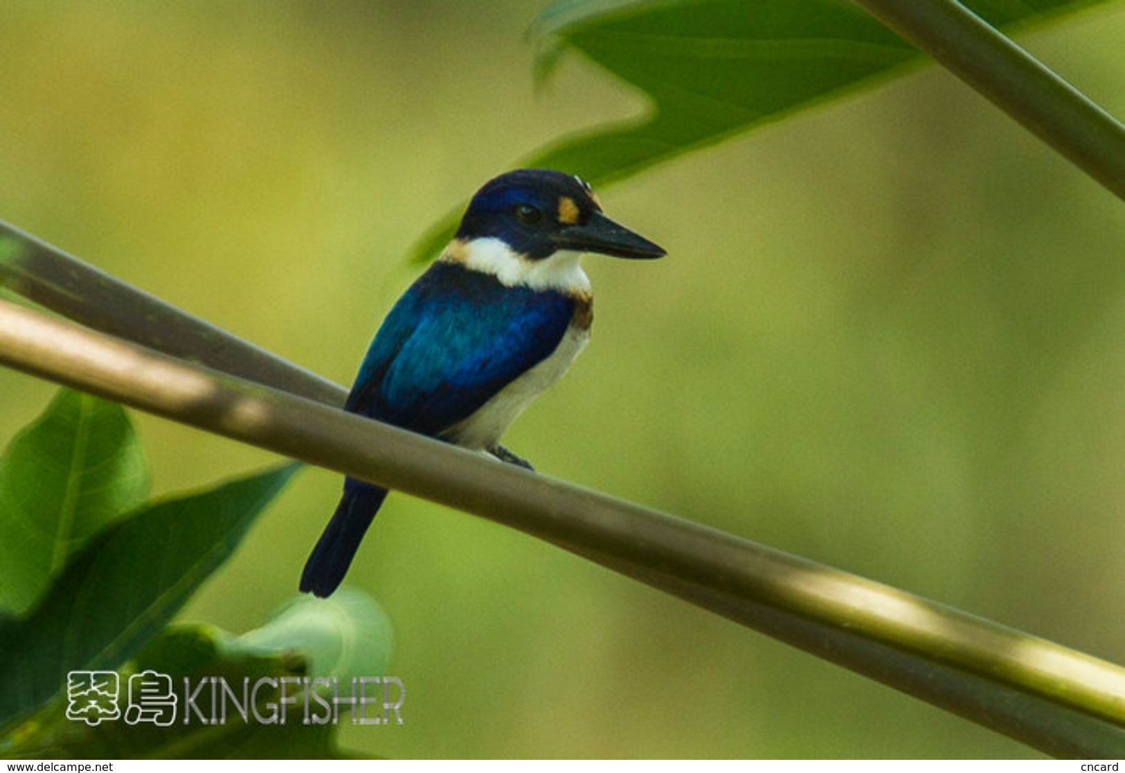 T21-091 ] Kingfisher Bird Oiseau Vogel  De Vogel, China Pre-paid Card,  Postal Stationery - Other & Unclassified