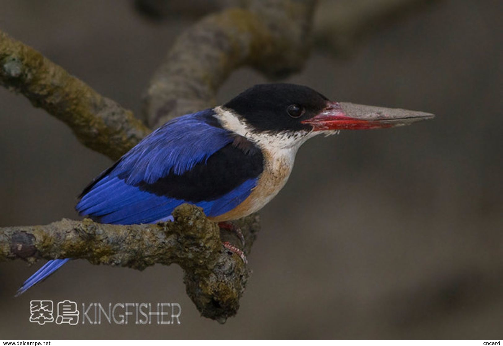 T21-092 ] Kingfisher Bird Oiseau Vogel  De Vogel, China Pre-paid Card,  Postal Stationery - Other & Unclassified