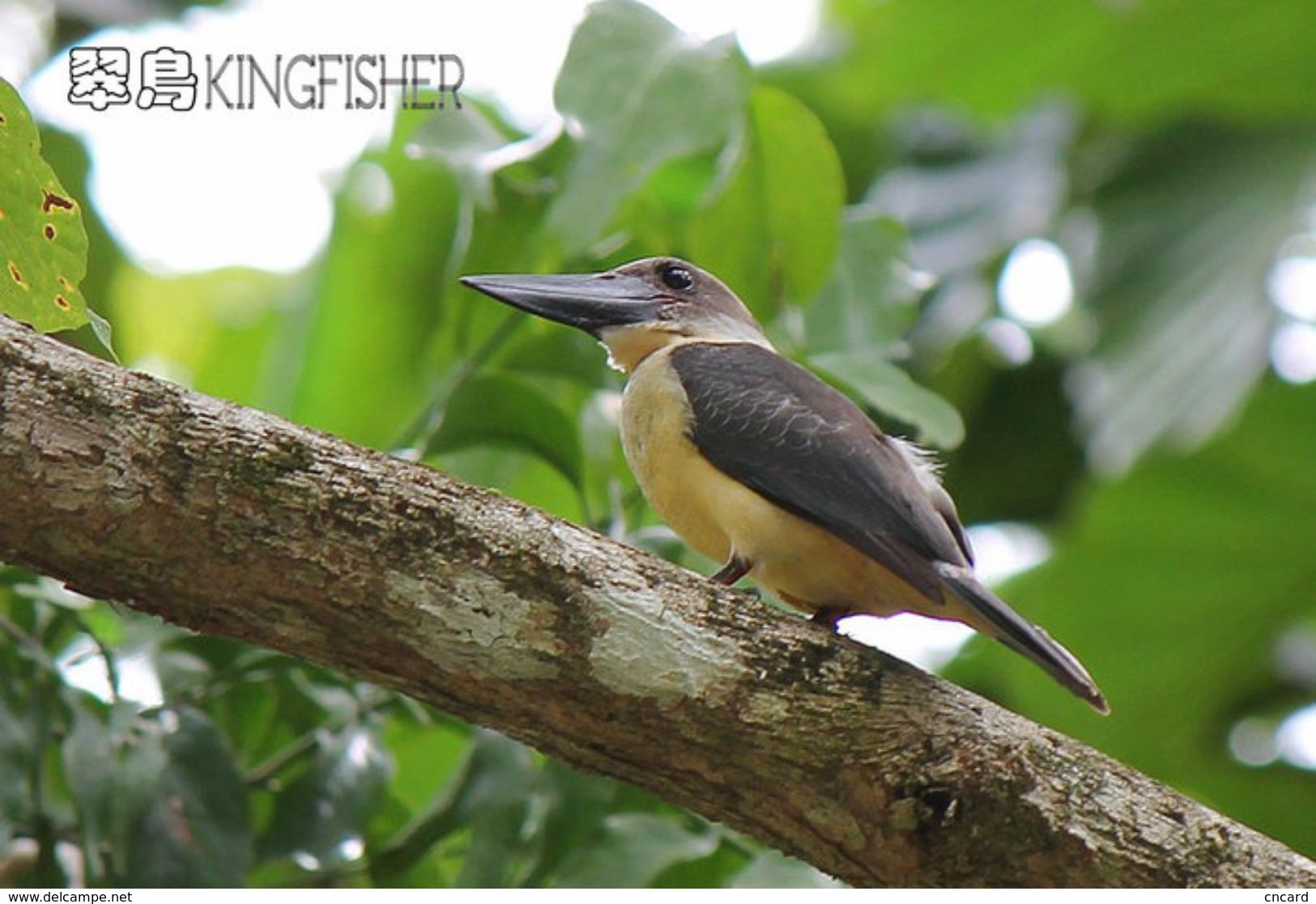 T21-099 ] Kingfisher Bird Oiseau Vogel  De Vogel, China Pre-paid Card,  Postal Stationery - Other & Unclassified
