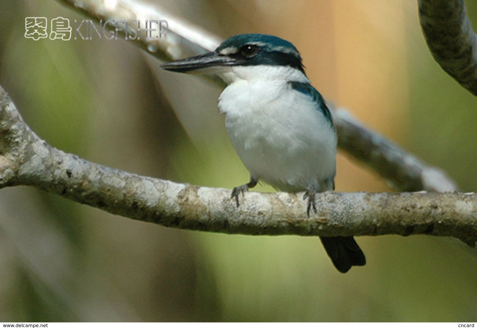 T21-100 ] Kingfisher Bird Oiseau Vogel  De Vogel, China Pre-paid Card,  Postal Stationery - Other & Unclassified