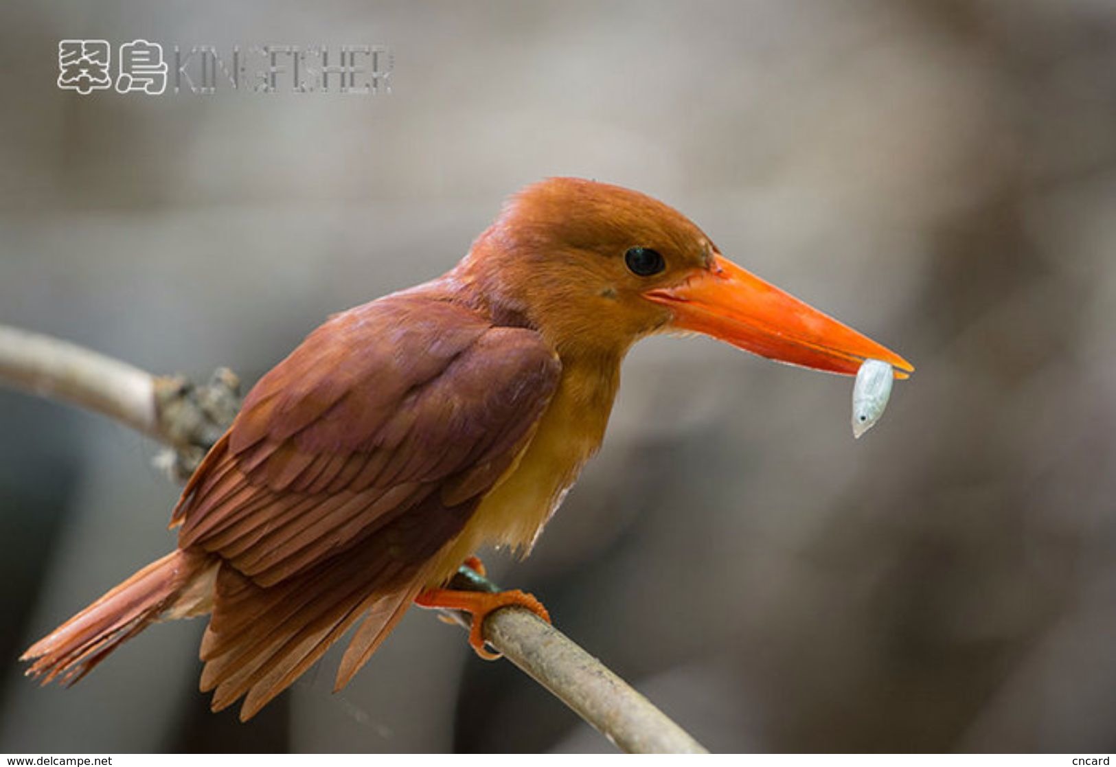 T21-103 ] Kingfisher Bird Oiseau Vogel  De Vogel, China Pre-paid Card,  Postal Stationery - Other & Unclassified