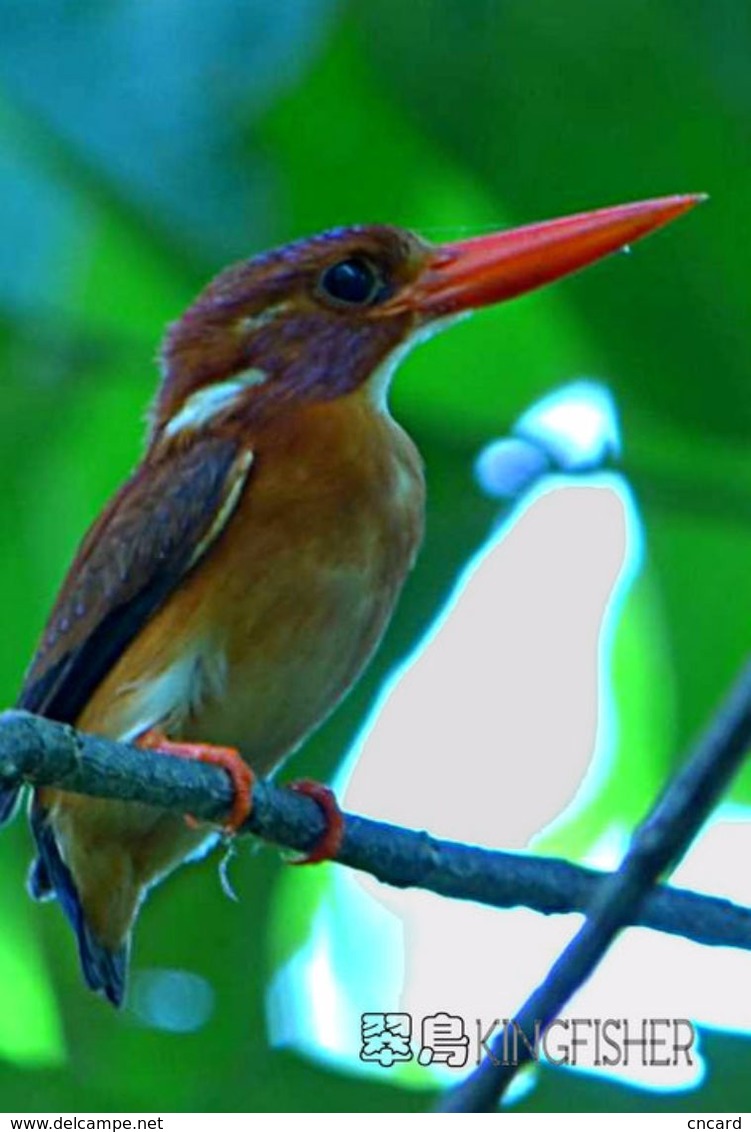 T21-114 ] Kingfisher Bird Oiseau Vogel  De Vogel, China Pre-paid Card,  Postal Stationery - Other & Unclassified