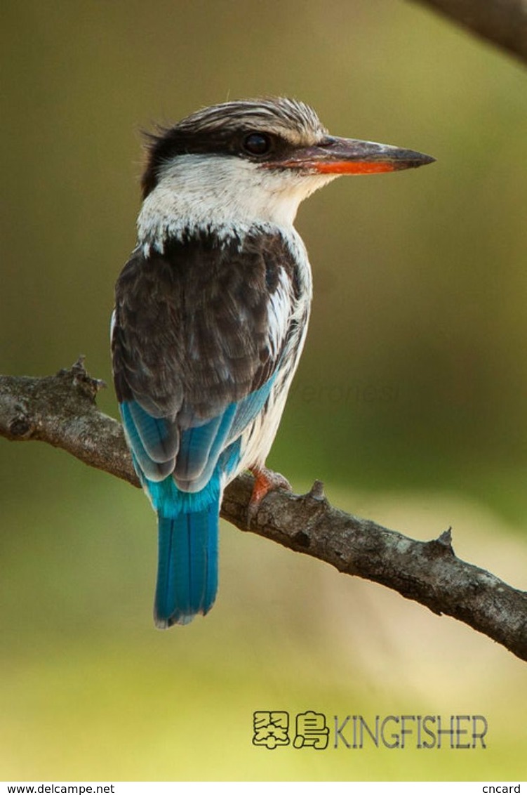 T21-115 ] Kingfisher Bird Oiseau Vogel  De Vogel, China Pre-paid Card,  Postal Stationery - Other & Unclassified