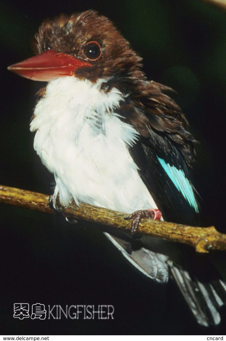 T21-123 ] Kingfisher Bird Oiseau Vogel  De Vogel, China Pre-paid Card,  Postal Stationery - Other & Unclassified