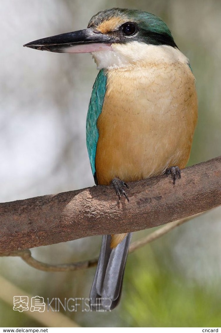 T21-129 ] Kingfisher Bird Oiseau Vogel  De Vogel, China Pre-paid Card,  Postal Stationery - Other & Unclassified