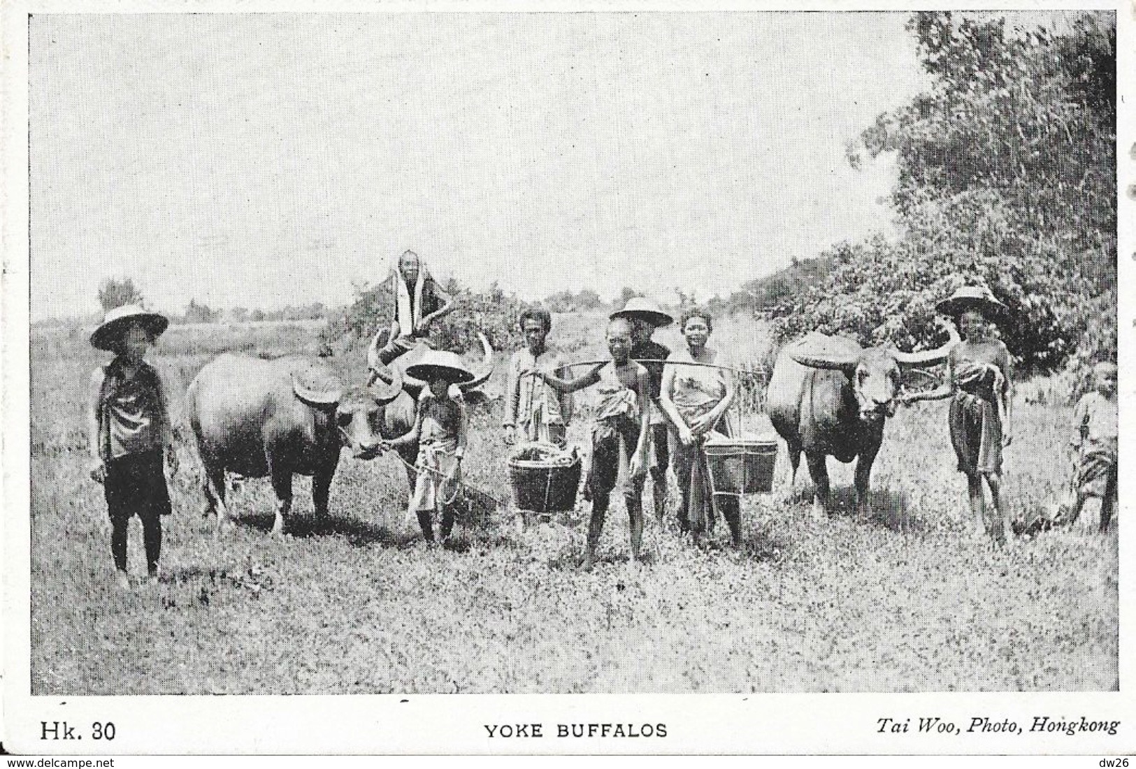 Sud-Est Asiatique (Viet-Nam?) - Yoke Buffalos, Culture Traditionnelle (Buffle, Palanche) Carte Non Circulée - Asien