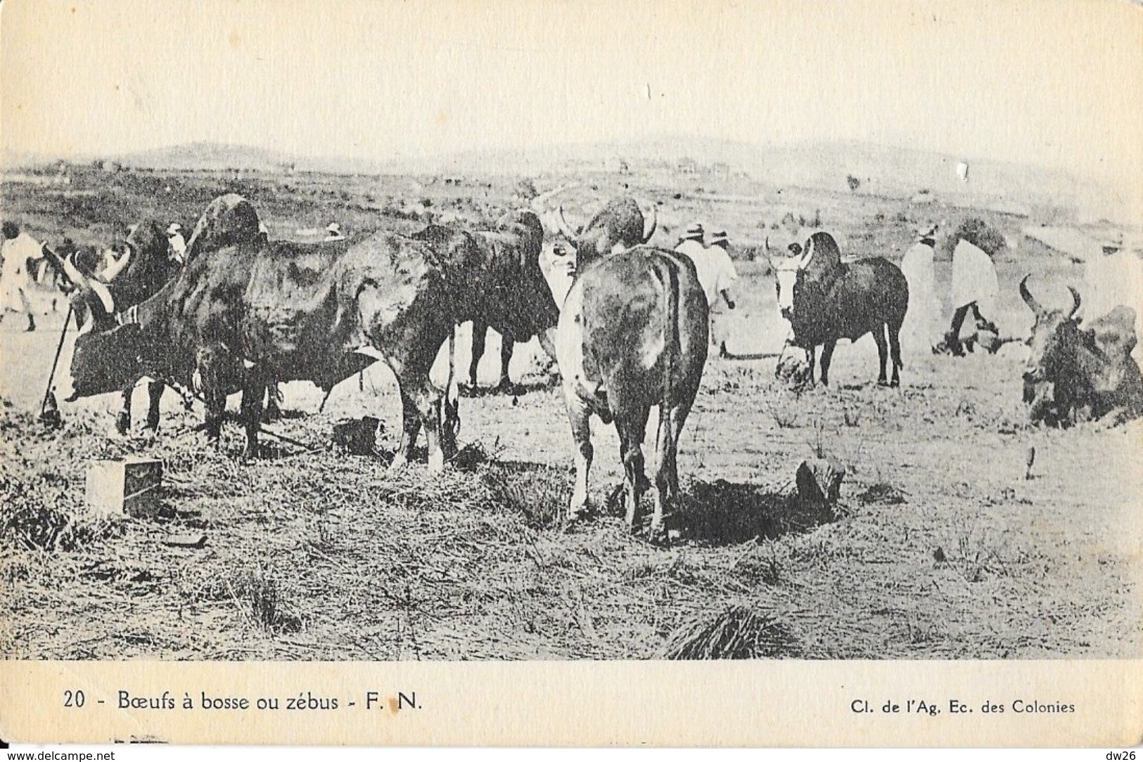 Afrique, Madagascar - Boeufs à Bosse Ou Zébus - Carte F.N. N° 20 Non Circulée - Madagascar