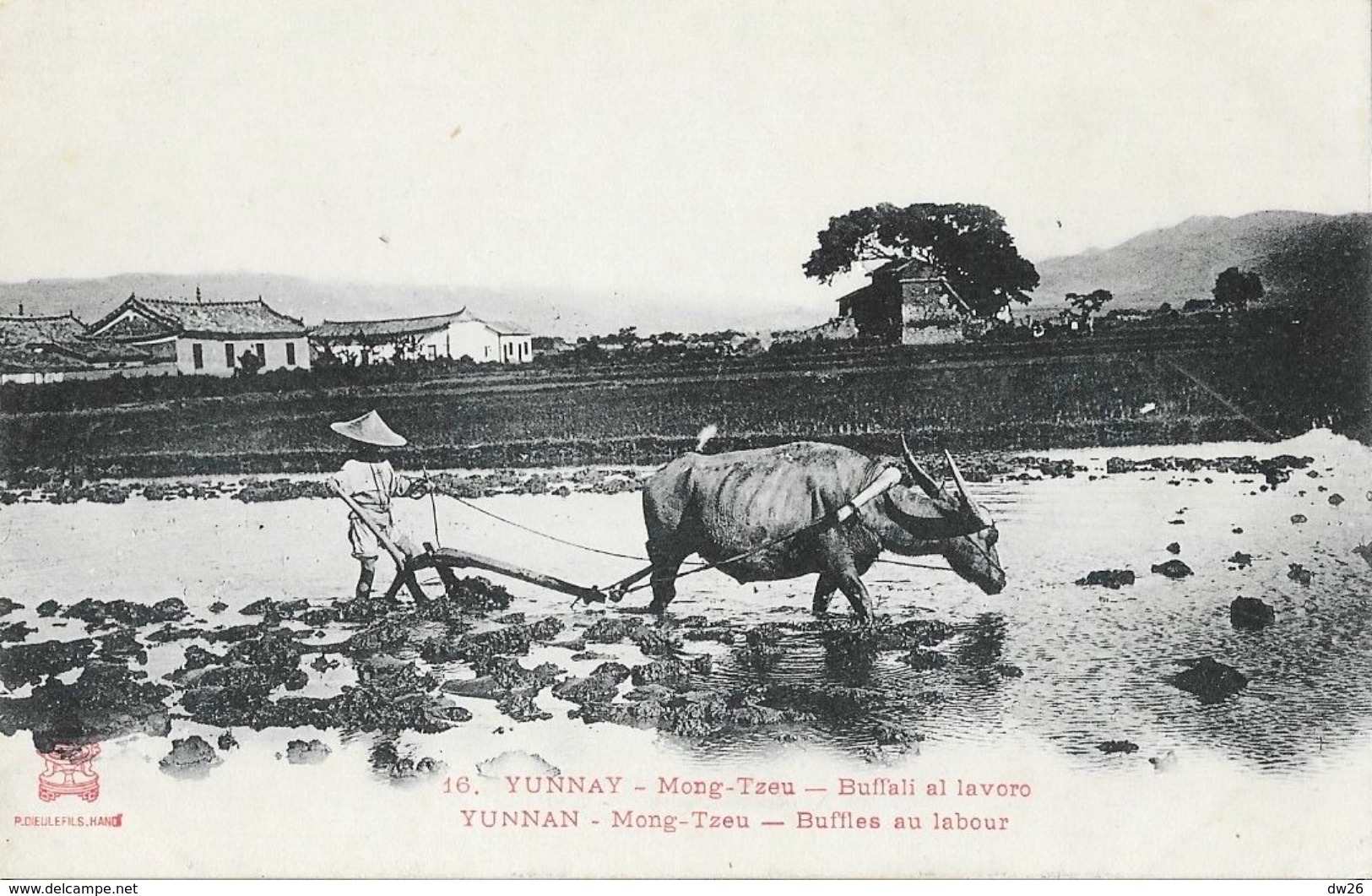 Chine - Yunnan (Yunnay) Mong-Tzeu, Buffles Au Labour - Edition Dieulefils - Carte N° 16 Non Circulée - Chine