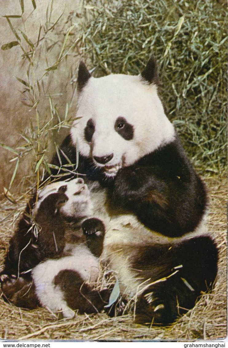 4 Postcards Of Giant Pandas Beijing Zoo 北京 China 1983 - China