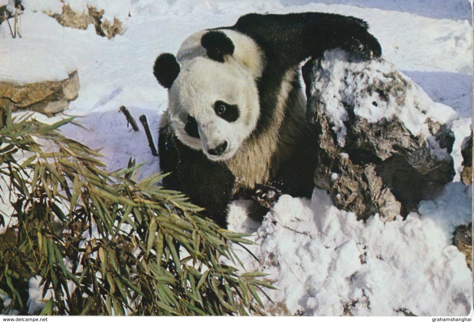 4 Postcards Of Giant Pandas Beijing Zoo 北京 China 1983 - China