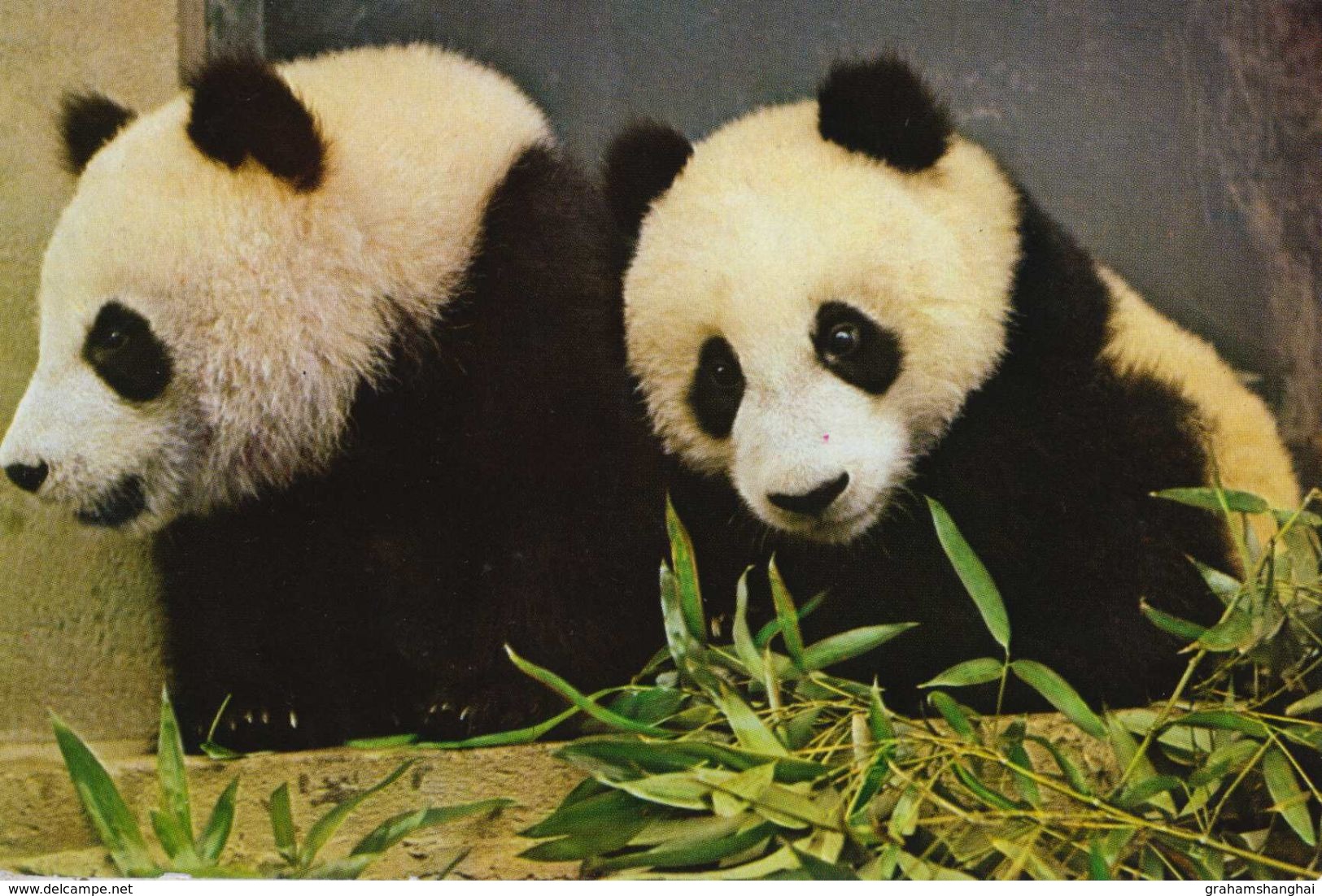 4 Postcards Of Giant Pandas Beijing Zoo 北京 China 1983 - China
