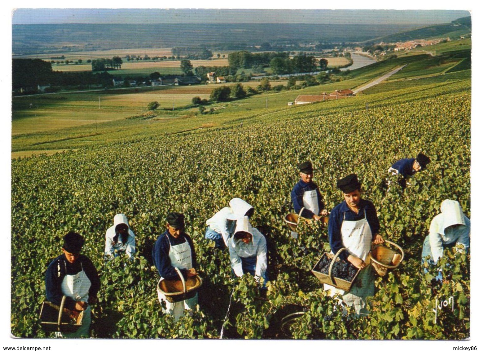 Vignes -- Scène De Vendanges En Champagne  (très Animée) -- - Viñedos