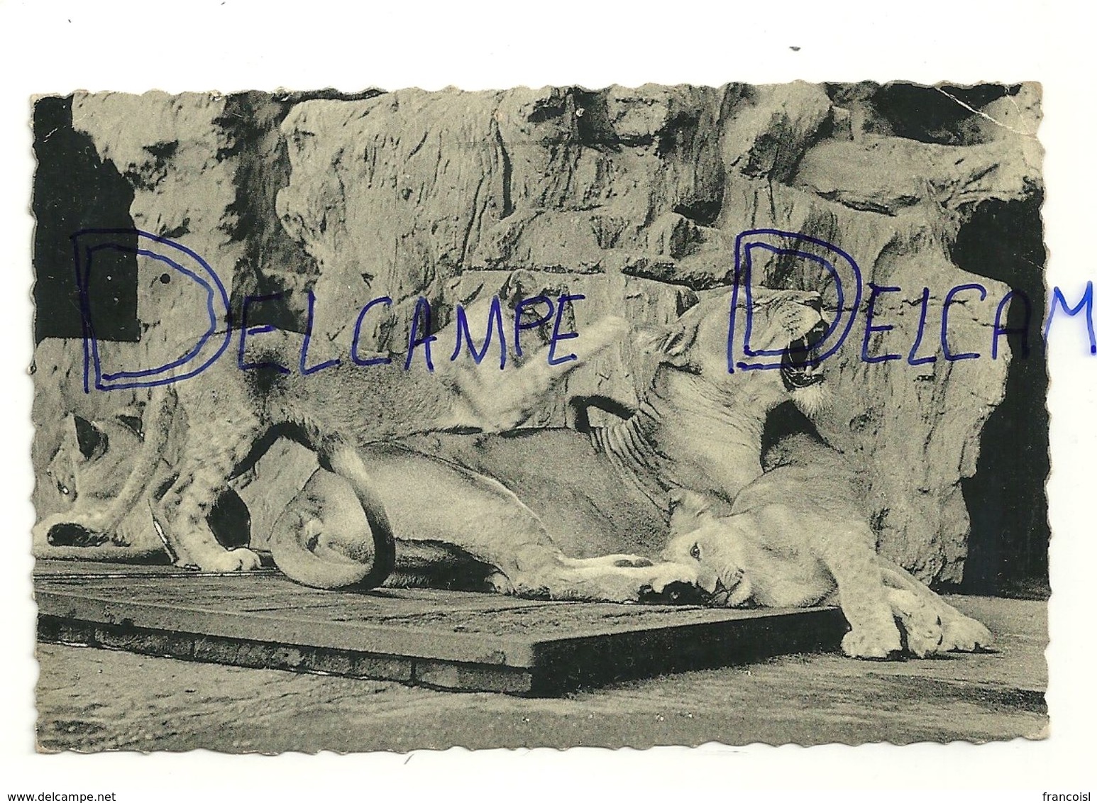 Jardin Zoologique D'Anvers Antwerpen. Lionne Et Ses Lionceaux. Photo Zoo.NELS - Lions