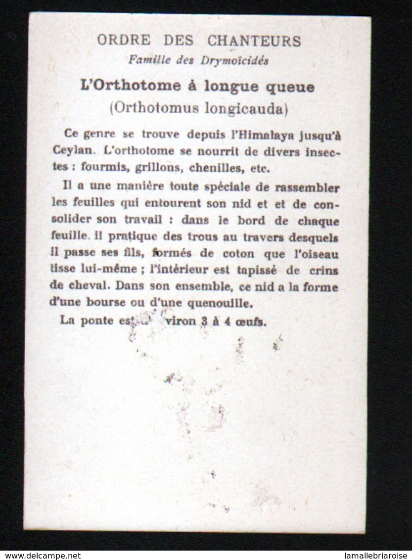 Oeufs Et Nids, L'orthotome A Longue Queue - Autres & Non Classés