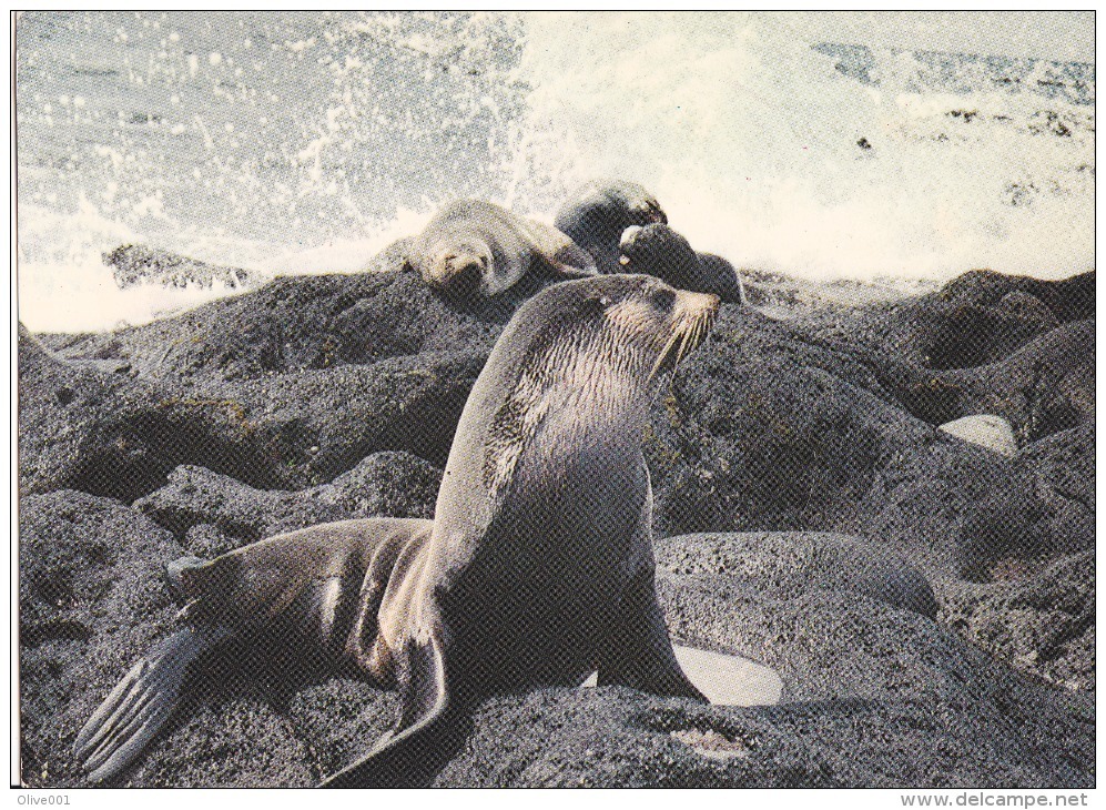 Saint-Paul Et Amsterdam Otarie Circulée En 1977 Superbe !!! - TAAF : French Southern And Antarctic Lands