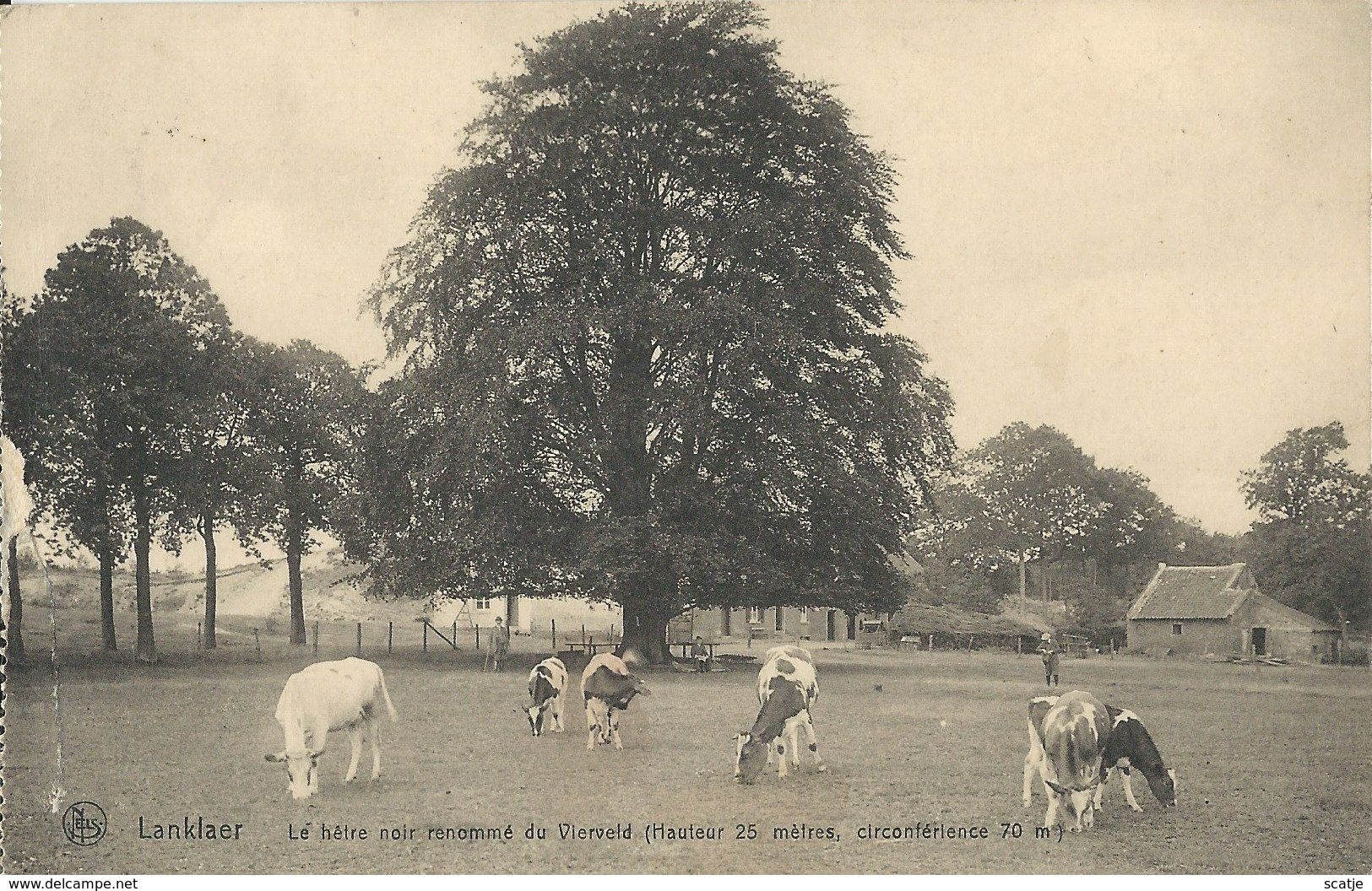 Lanklaer  La Hêtre Noir Renommé Du Vierveld  -  KOEIEN  -  1914  (beplakt Scheurtje) - Dilsen-Stokkem