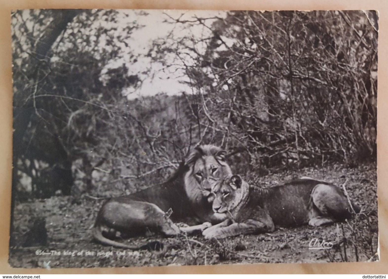 LION AND LIONESS - South Africa - The King Of The Jungle And Wife - Leone - Leon Vg - Leoni