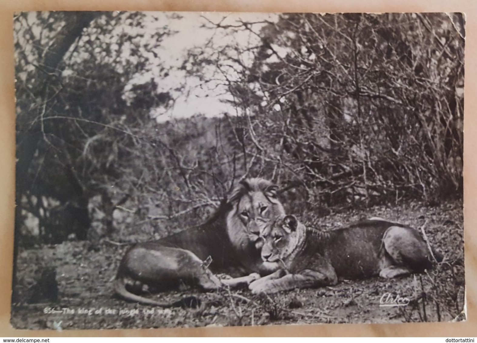 LION AND LIONESS - South Africa - The King Of The Jungle And Wife - Leone - Leon Vg - Lions