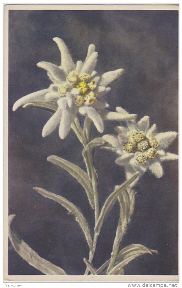 Postcard - Art - Flowers - Leonfopodium Alpinum - Edelweiss - VG - Unclassified