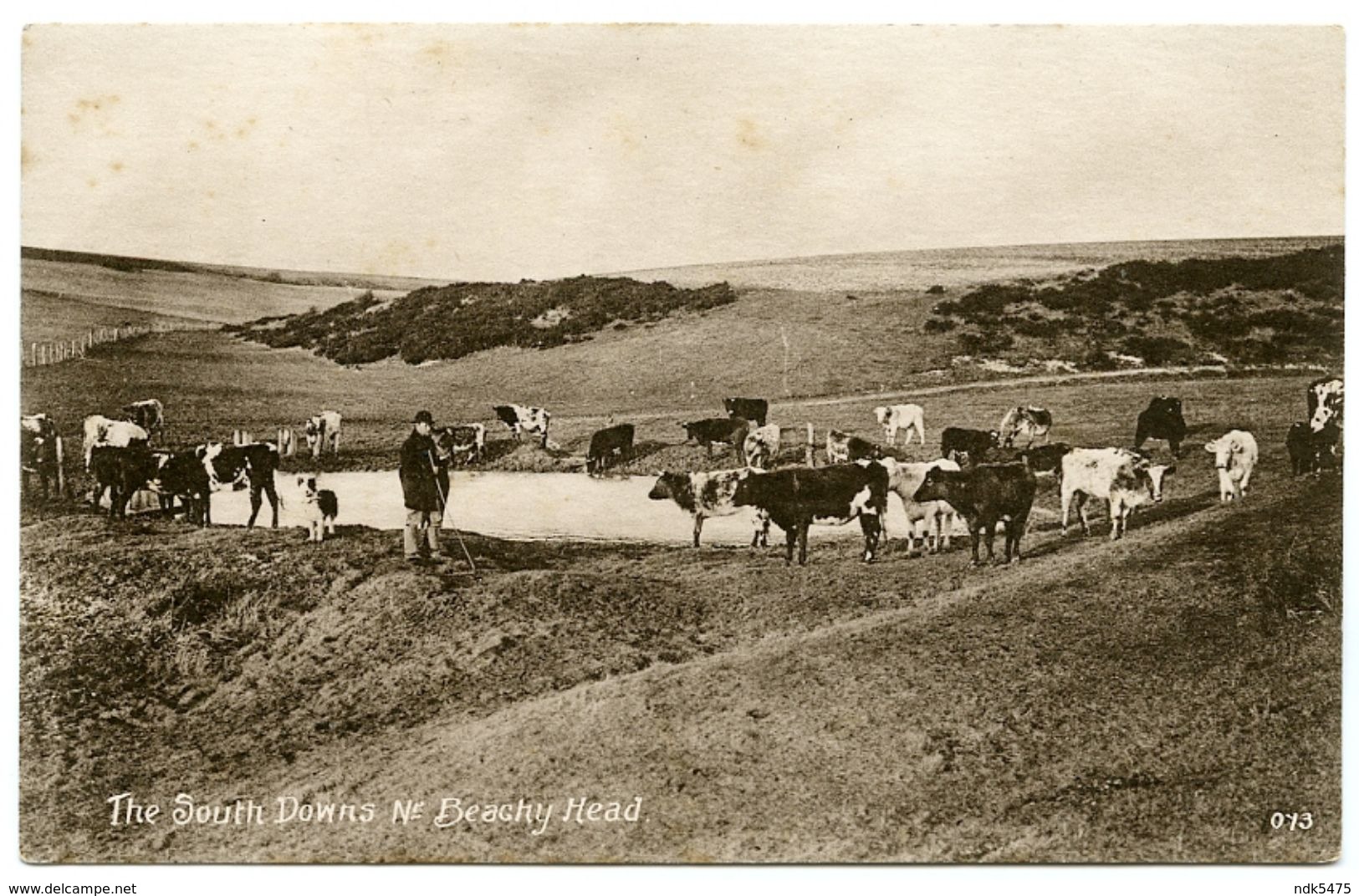 THE SOUTH DOWNS NR. BEACHY HEAD / HERD OF CATTLE - Eastbourne