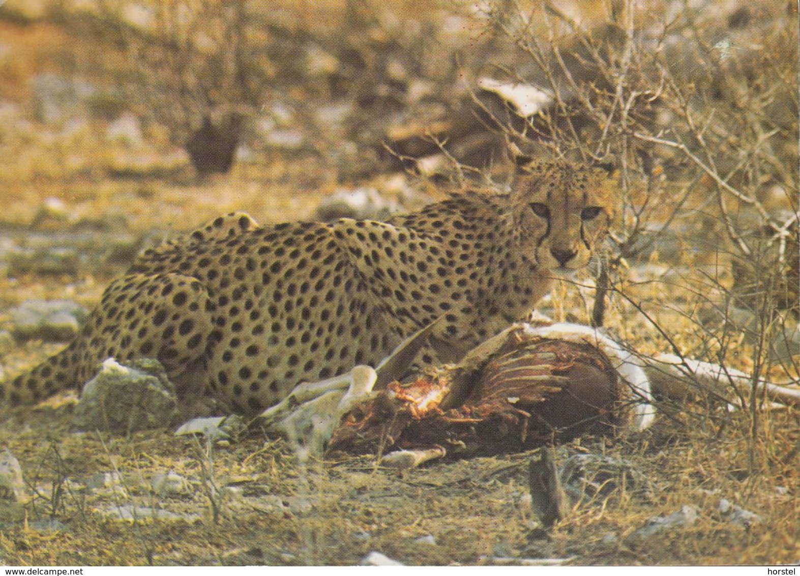 Namibia - Cheetah - 2x Nice Stamps - Namibië