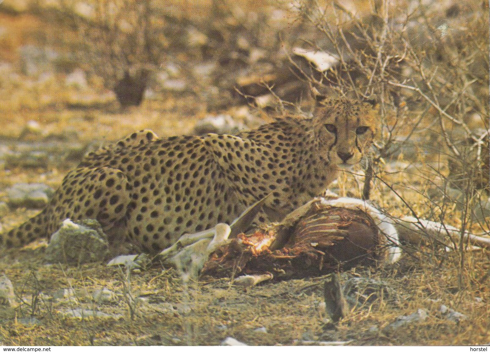 Namibia - Cheetah - 2x Nice Stamps - Namibia