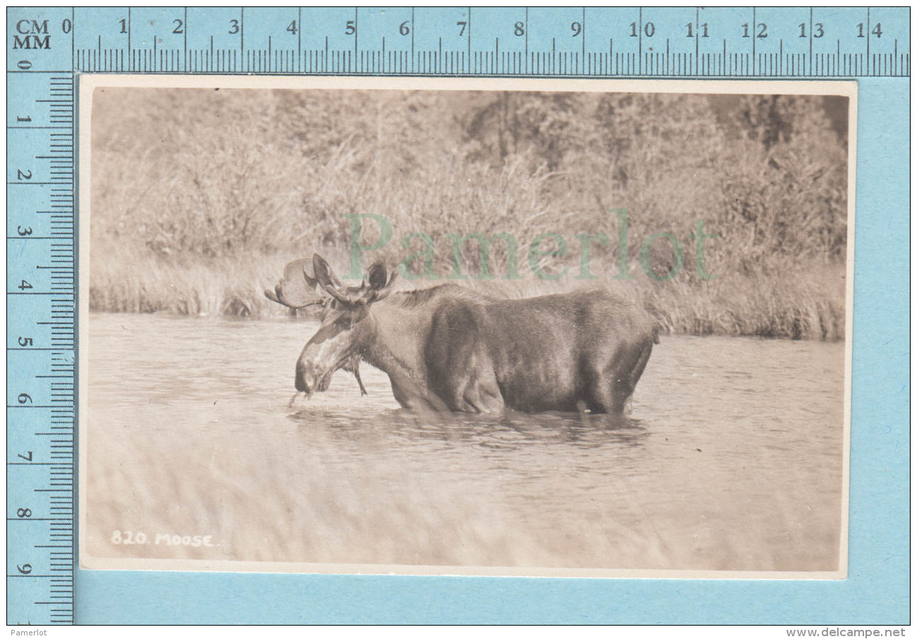 Moose Orignal - Carte Photo Par Byron Harmon Along Canadian Pacific Railway - Autres & Non Classés