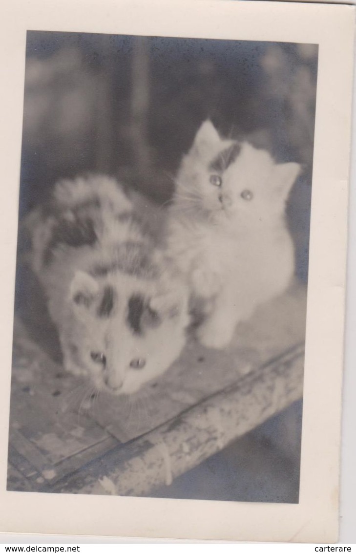 PHOTO CARTE,chats,chatons,venant De Naitre,infiniment Petit,carte Double,de Bonne Année,rare - Chats