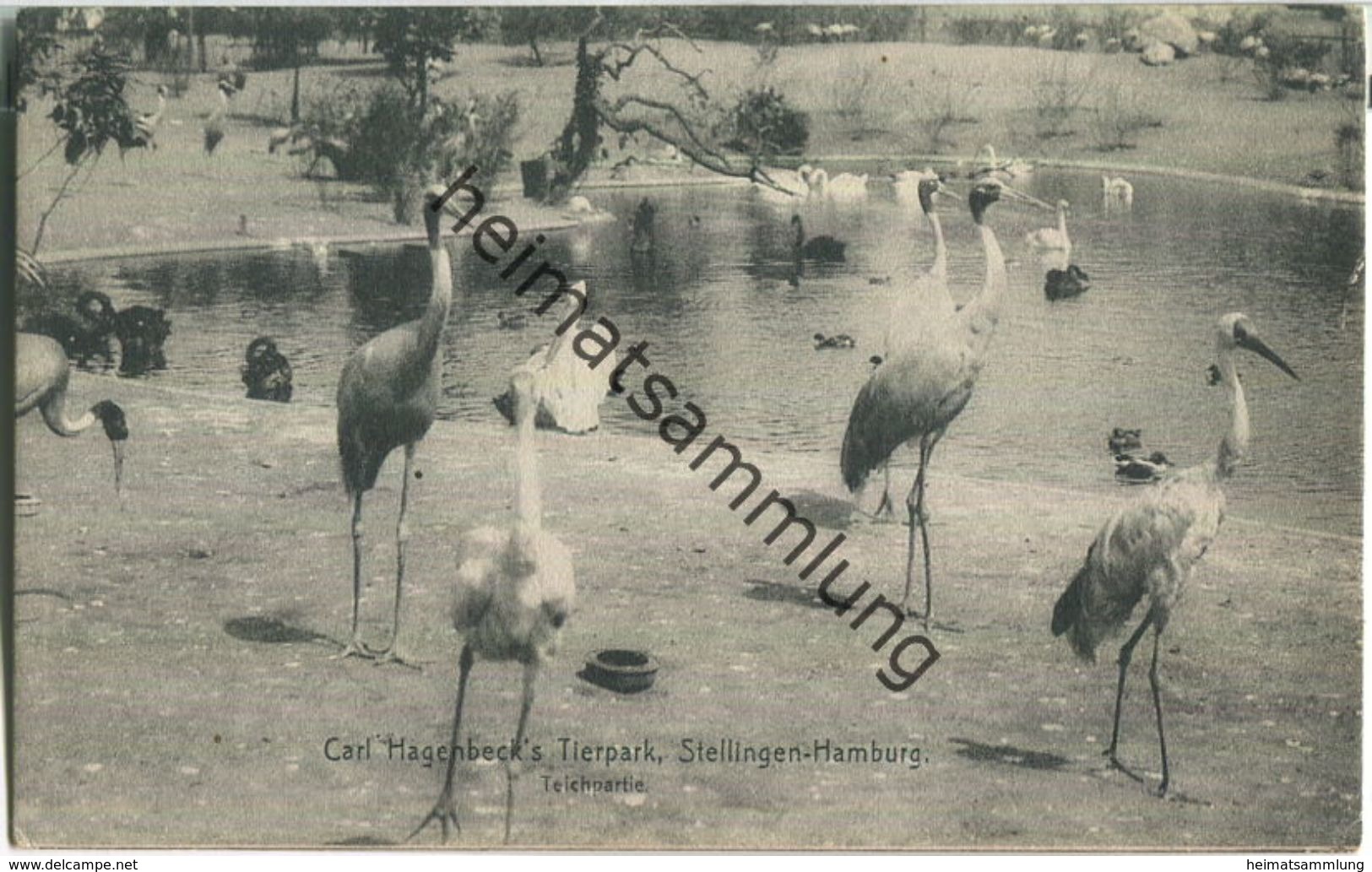 Stellingen-Hamburg - Carl Hagenbeck's Tierpark - Flamingos - Verlag Knackstedt & Näther Hamburg 1908 - Stellingen