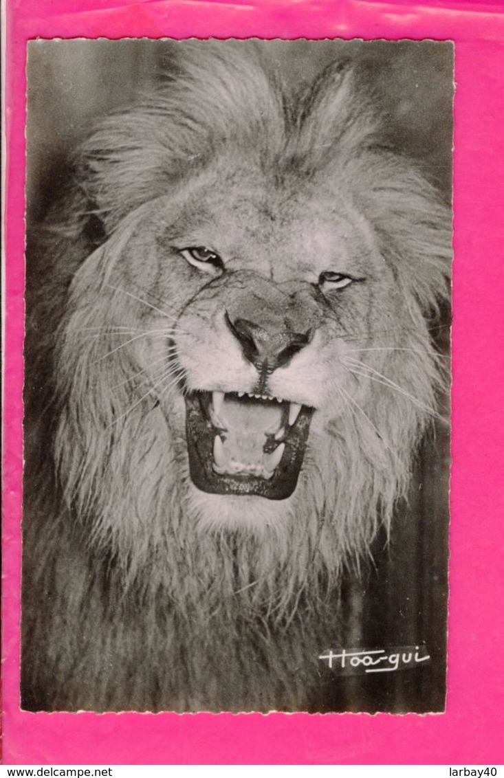 Cpa  Carte Postale Ancienne  - Lion - Lions