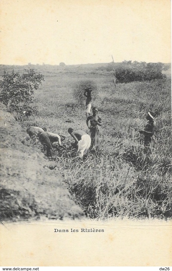 Ethnologie Afrique, Pays à Identifier (Haut-Sénégal? Somalie?) - Travail Dans Les Rizières - África