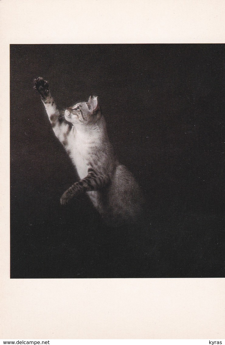 CPM 10x15 . Phot. Yann Arthus-Bertrand . CHAT. CAT. BENGALE (N°2) Bengal's Hill's Hearty à Mr & Mme SFEZ-ZON - Cats