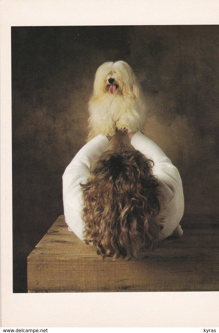 CPM 10x15 . Phot. Yann Arthus-Bertrand . CHIEN. DOG. BICHON HAVANAIS : A Maiden à Mme PERCHET - Dogs