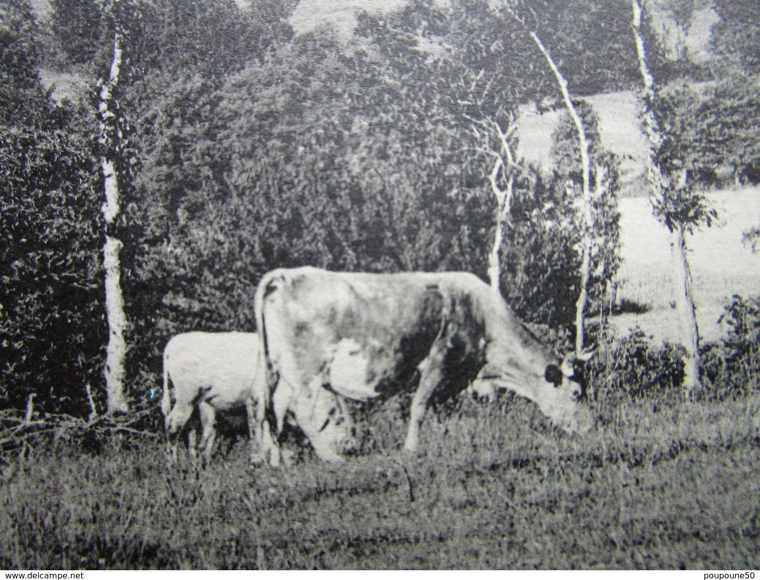 CPA 23 LAVALEIX Les MINES  Vers Ahun  - Vue Générale  Et Troupeau De Vaches Au Paturage 1915 - Sonstige & Ohne Zuordnung