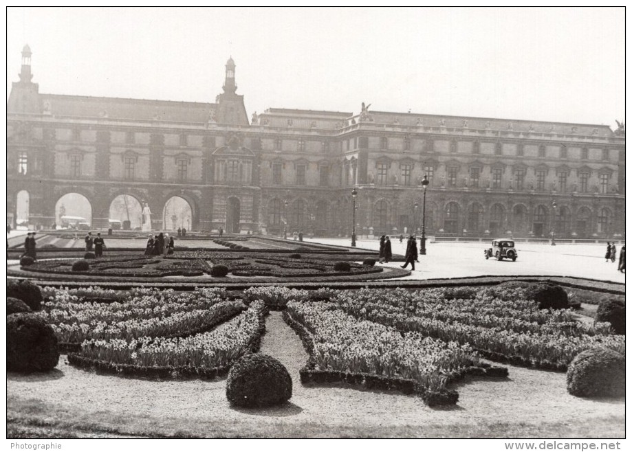 Paris Parterres De Jonquilles Au Palais Des Tuileries Ancienne Photo Meurisse 1930's - Places