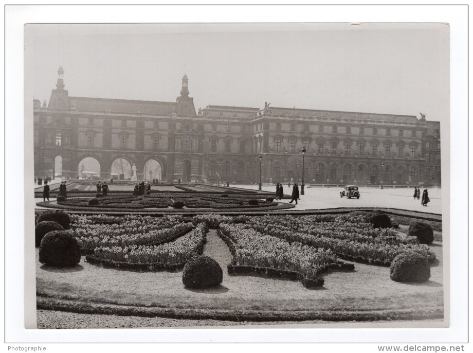 Paris Parterres De Jonquilles Au Palais Des Tuileries Ancienne Photo Meurisse 1930's - Places