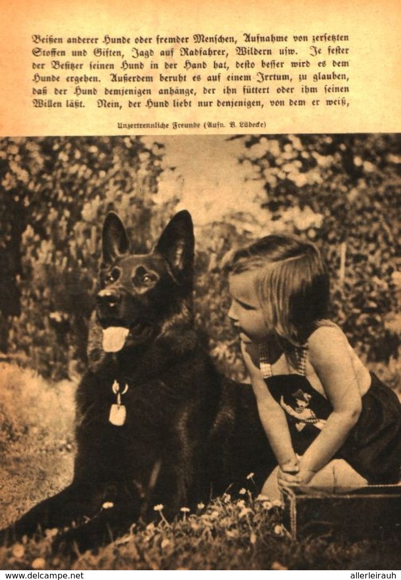 Hunde Und Katzen  /Artikel,entnommen Aus Zeitschrift /Datum Unbekannt - Paketten
