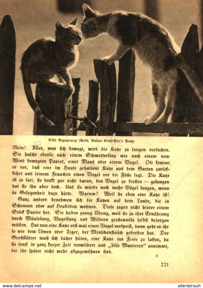 Hunde Und Katzen  /Artikel,entnommen Aus Zeitschrift /Datum Unbekannt - Pacchi