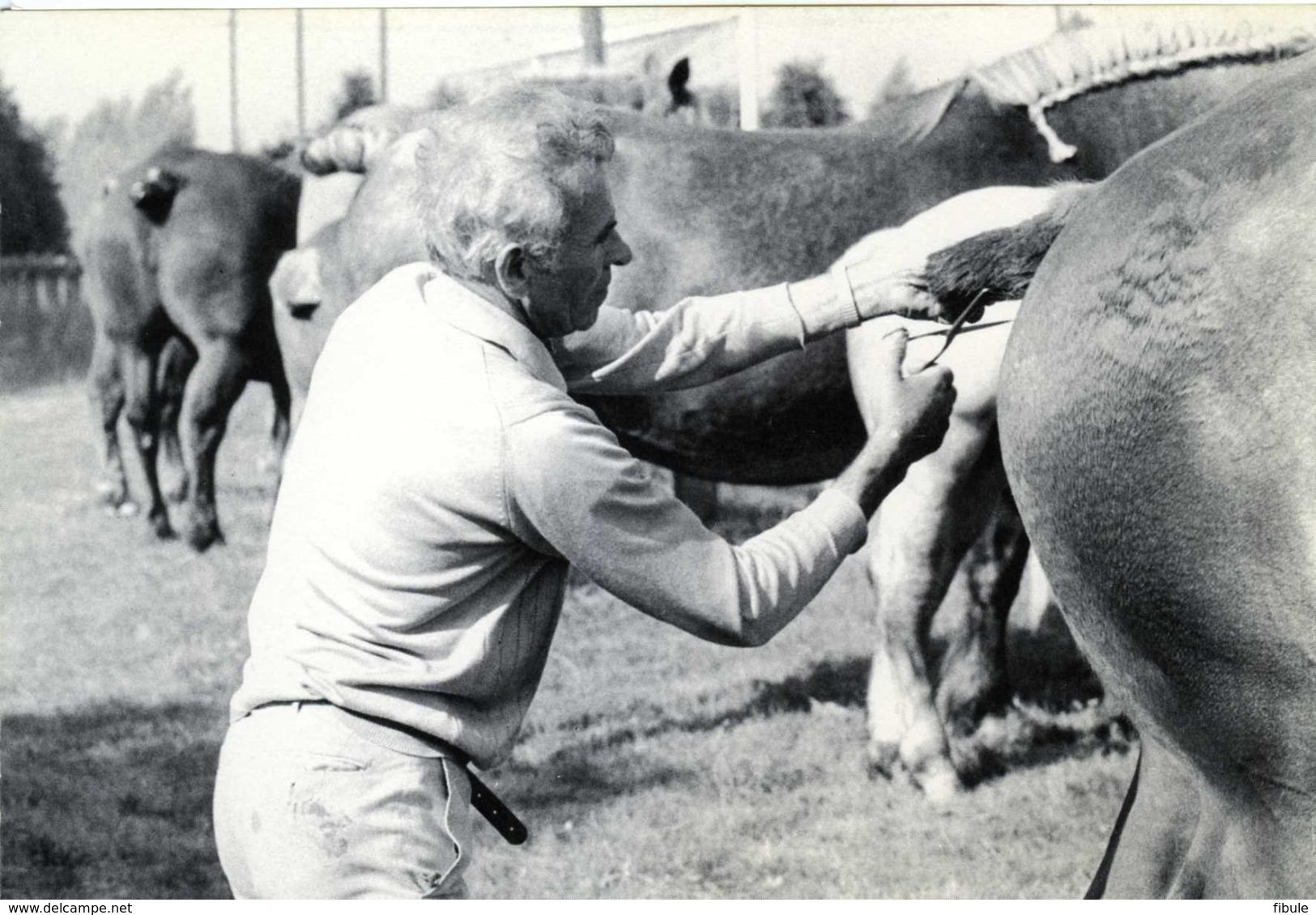 56 SEGLIEN Comice Agricole Cantonal 1981 Yvon KERVINIO - Autres & Non Classés