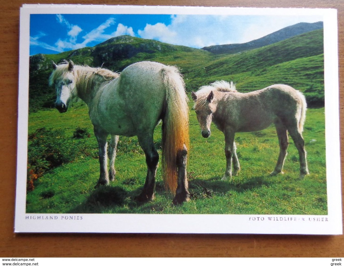 33 Kaarten Met PAARDEN - HORSES (met Info, Ras Paard En Afkomst Vooraan Vermeld) Onbeschreven - 5 - 99 Postcards