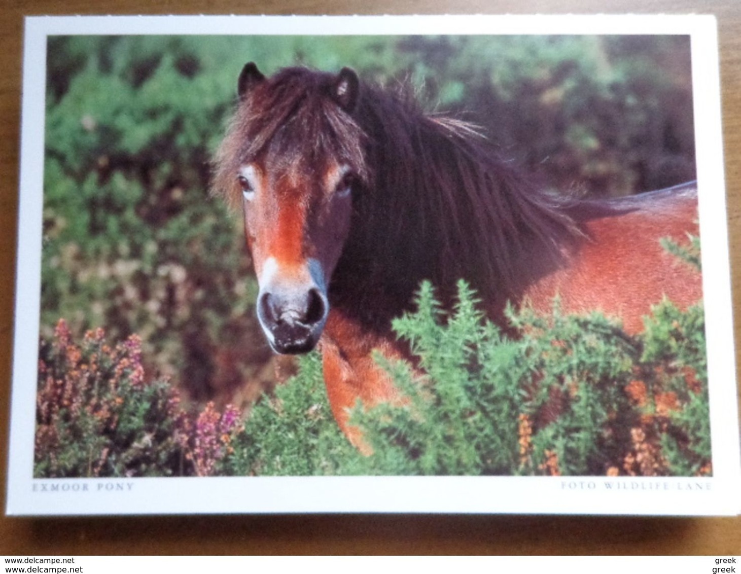 33 kaarten met PAARDEN - HORSES (met info, ras paard en afkomst vooraan vermeld) onbeschreven