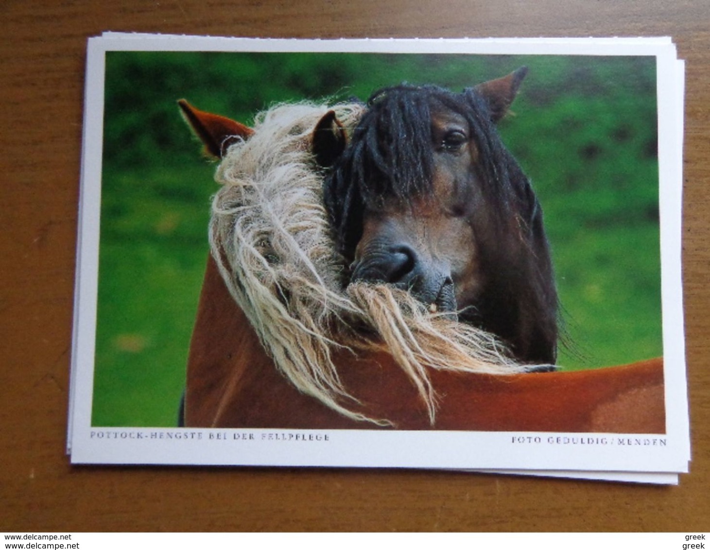 33 kaarten met PAARDEN - HORSES (met info, ras paard en afkomst vooraan vermeld) onbeschreven