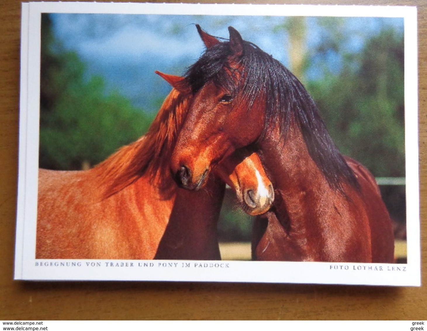 33 kaarten met PAARDEN - HORSES (met info, ras paard en afkomst vooraan vermeld) onbeschreven