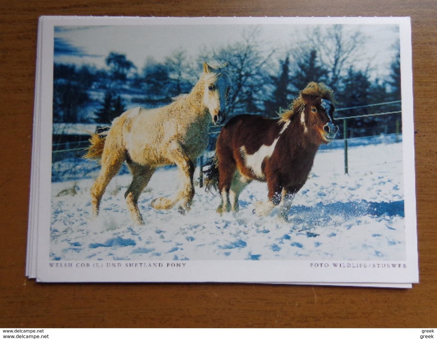 33 kaarten met PAARDEN - HORSES (met info, ras paard en afkomst vooraan vermeld) onbeschreven