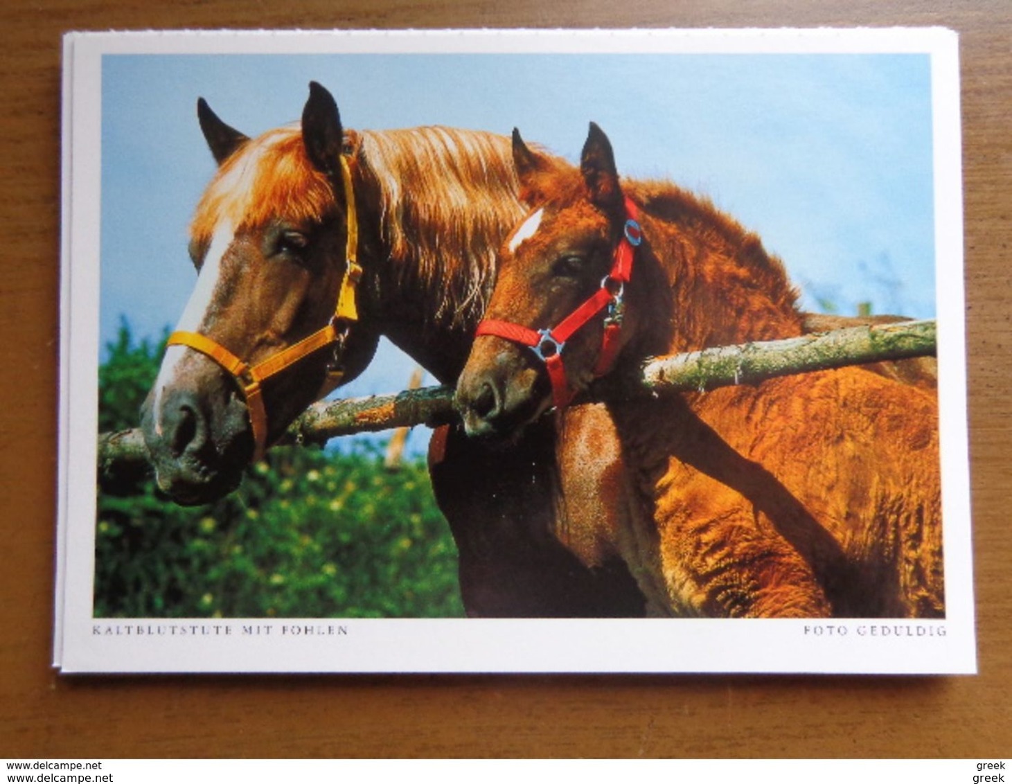 33 kaarten met PAARDEN - HORSES (met info, ras paard en afkomst vooraan vermeld) onbeschreven