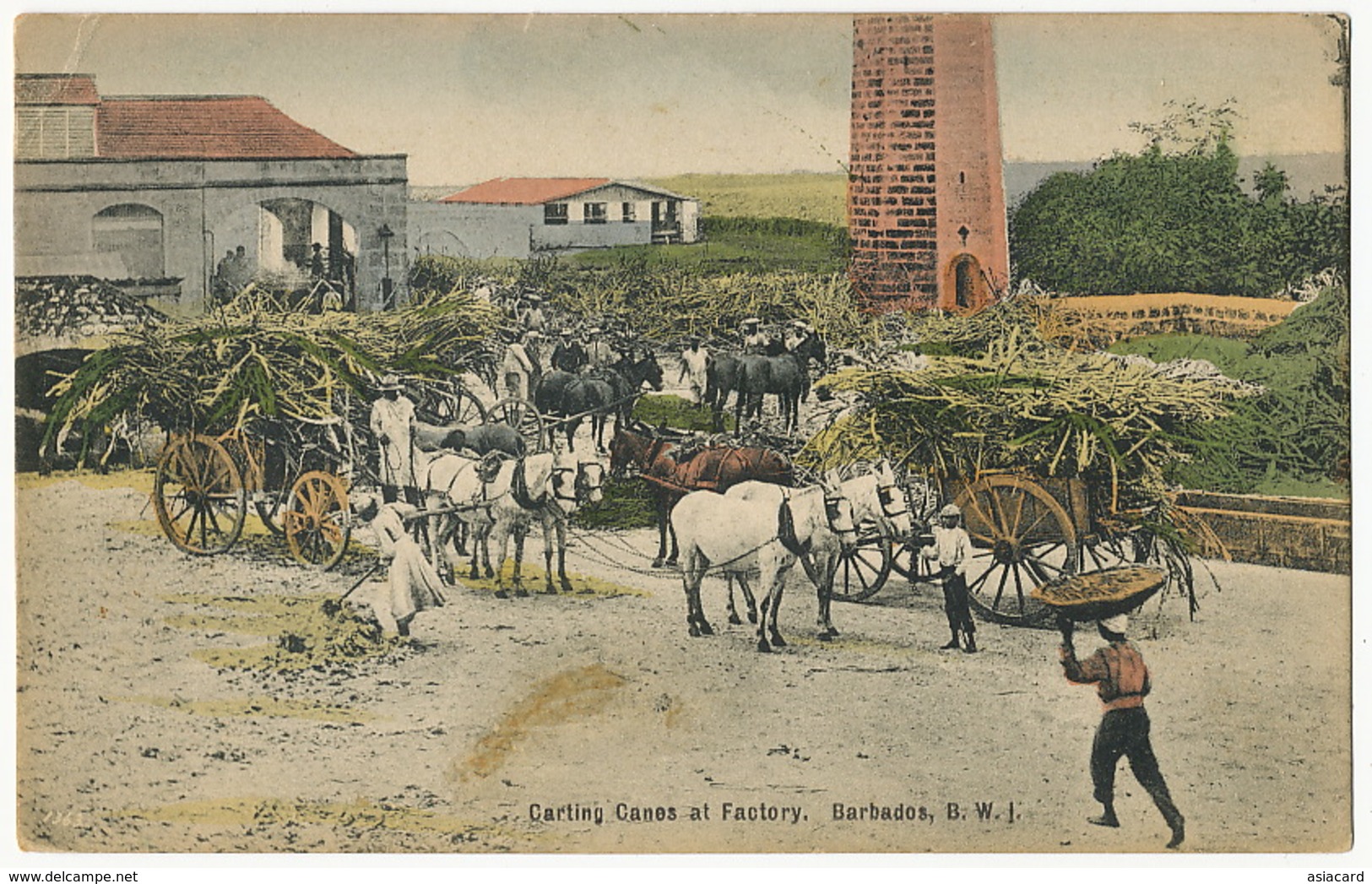 Barbados Carting Canes At Factory Sugar Mill Sucrerie Usine Color Distillerie Rhum - Barbados (Barbuda)