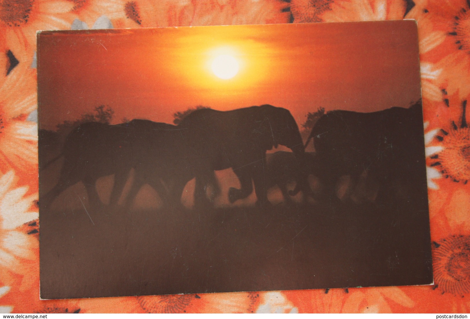 South West Africa - SWA (Namibia) - Walvis Bay - Elephant - Namibie