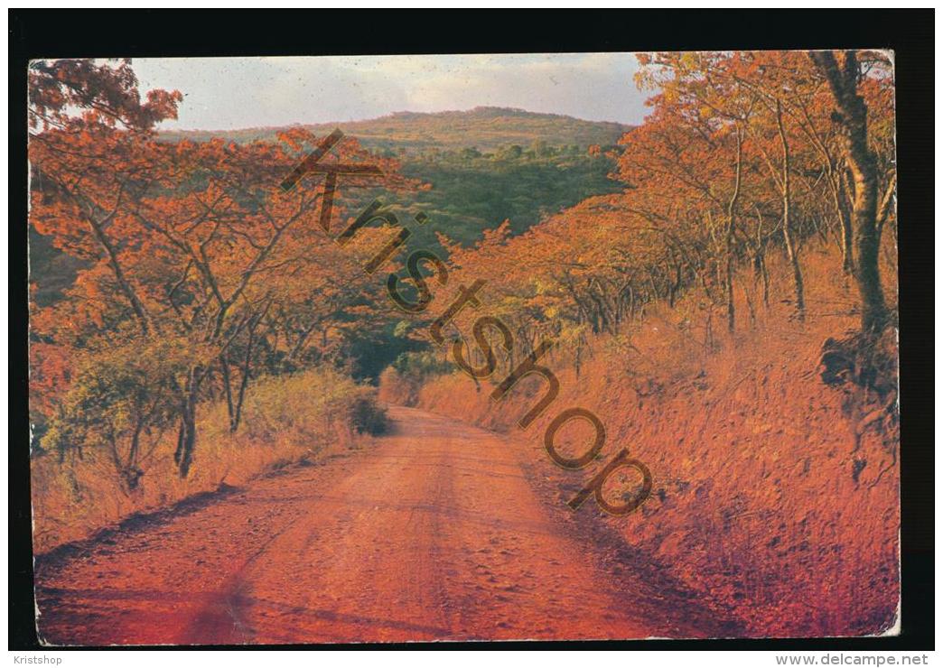 Zimbabwe - Msasa Trees [KST-I 926 - Zimbabwe