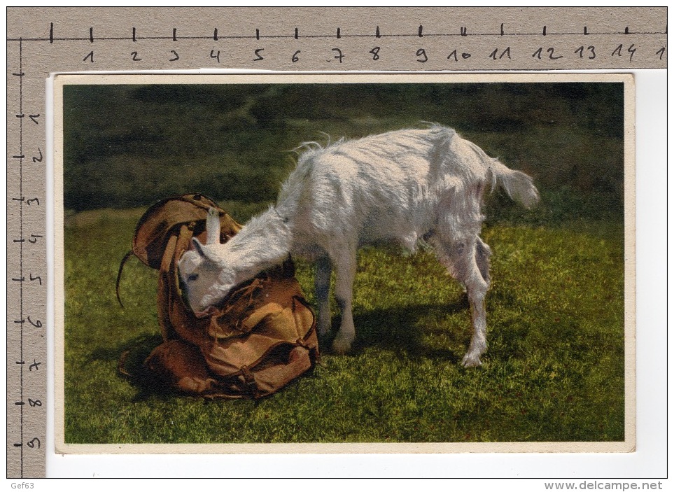 Gitzi Auf Besuch (1933) Chèvre / Ziege / Goat / Capra - Autres & Non Classés